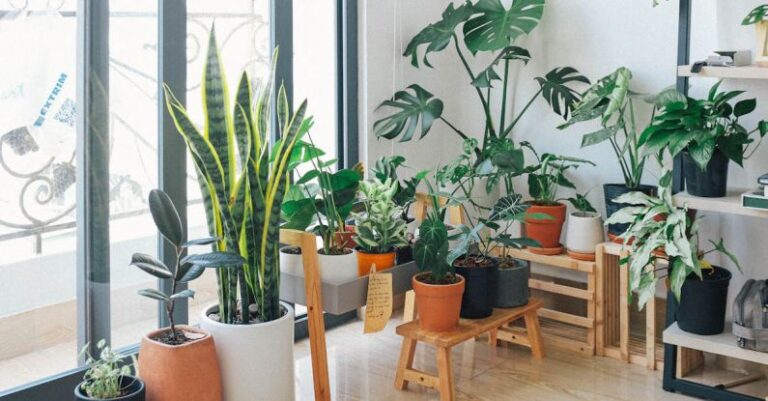 How to Decorate Your Home with Indoor Plants?