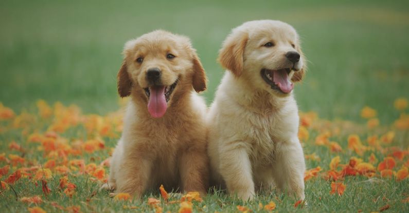 Dog Breeds - Two Yellow Labrador Retriever Puppies